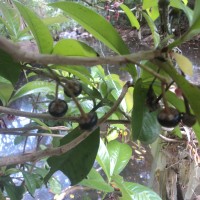 Ardisia solanacea Roxb.